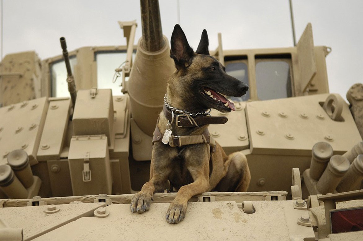 3 Special Forces dogs that received the highest military honours ...